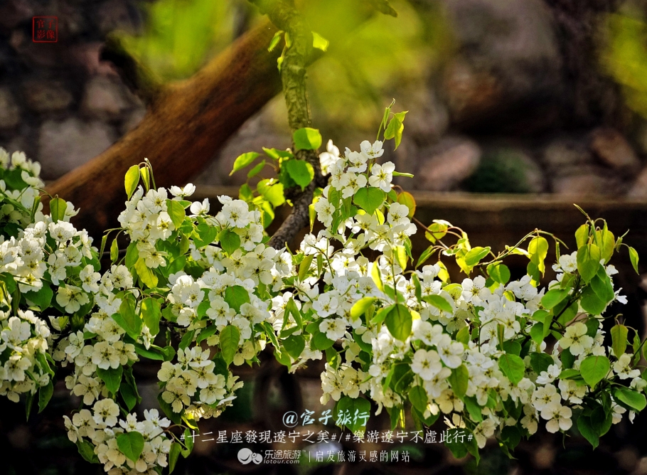 闾山四月梨花似海，源于大朝阳梨花老祖