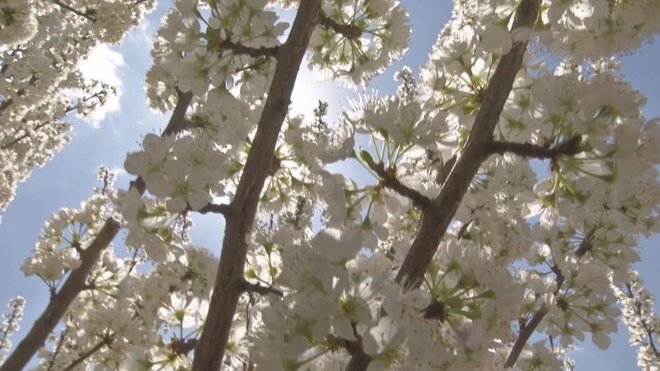 百日会战绿化苗木栽植,百日会战