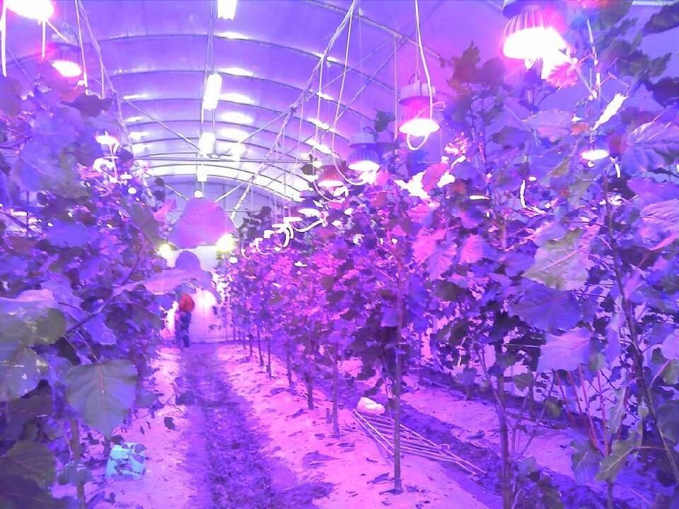 植物照明led迎爆发,植物照明led灯