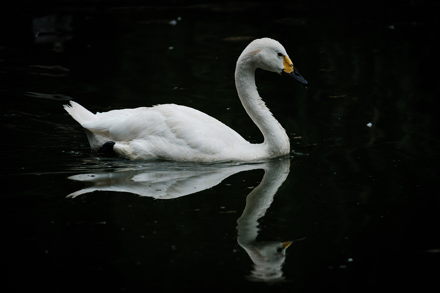 鏈潵甯屾湜涔嬪厜瑙嗛,鏈潵涔嬪厜甯屾湜涔嬪厜