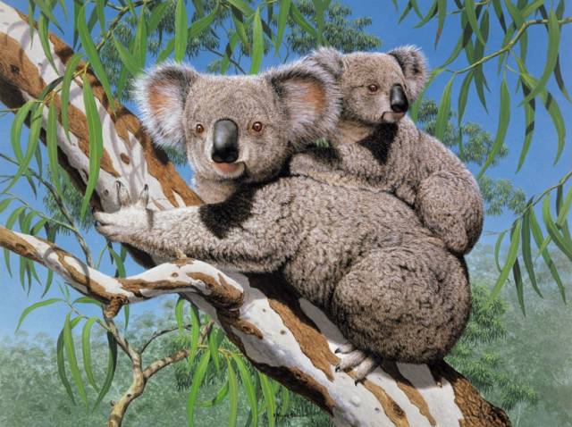 树袋熊爱睡觉,树袋熊助睡眠