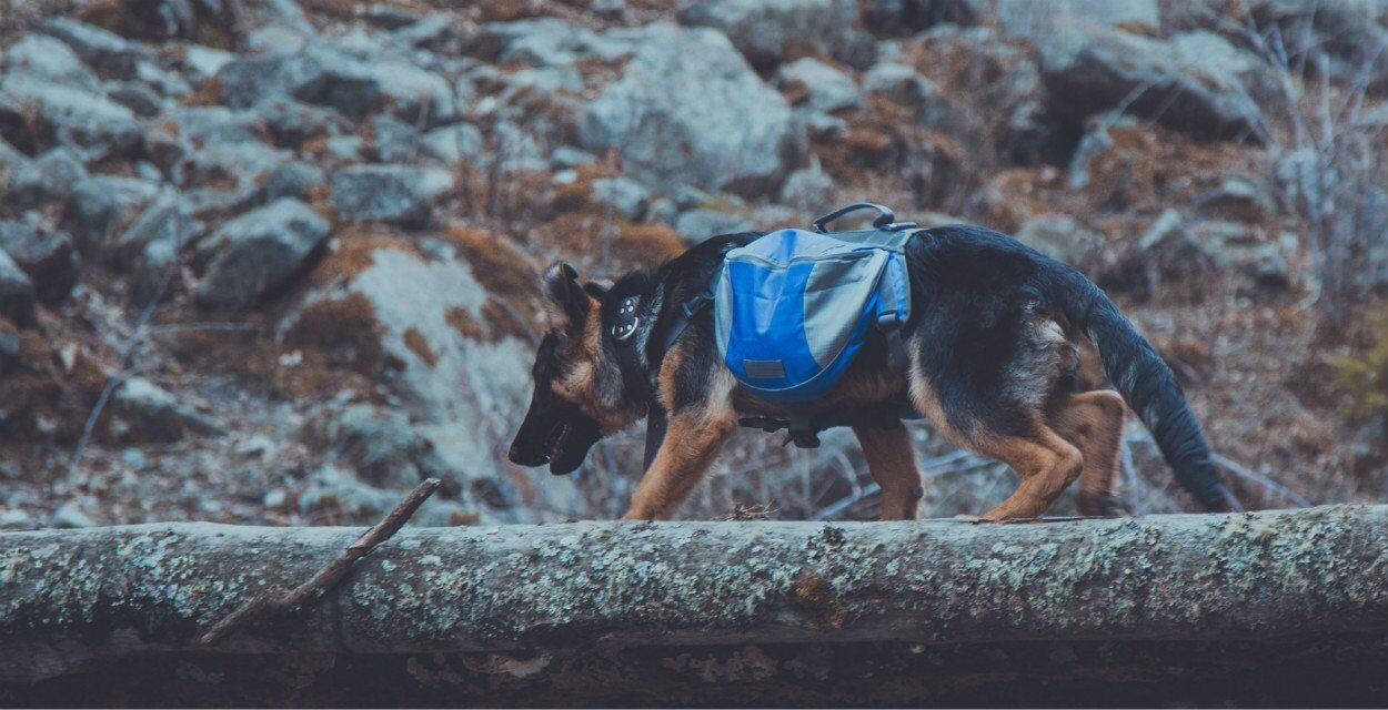 成体背包客带起包子重回甲尔猛措