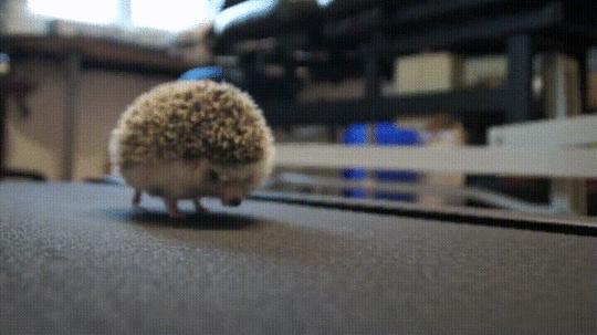 吃草能减肥的话,减肥从吃草开始