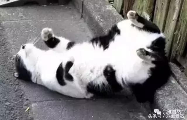 土猫宁愿晒太阳，也懒得理主人的呼唤