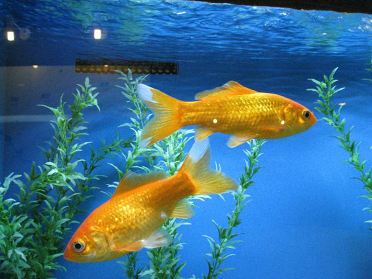 想养金鱼从什么品种入手,好养的金鱼品种推荐