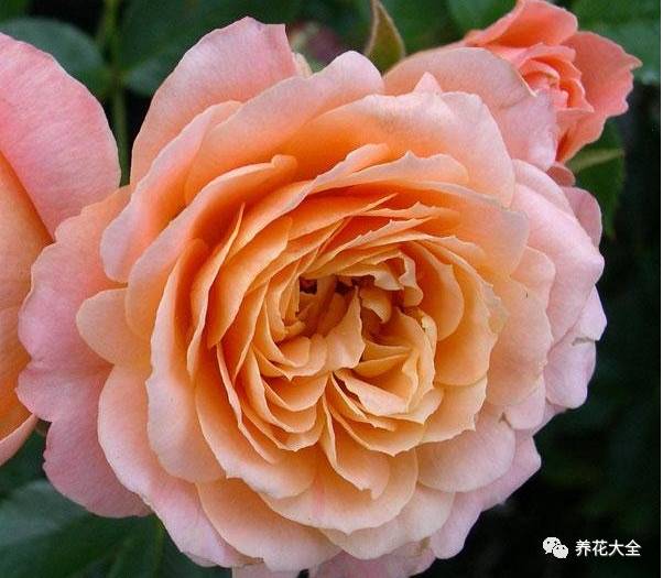 最美最高端的30款月季 (十种绝美的月季)