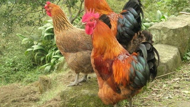 土鸡养了两年才三四斤,土鸡散养好养吗