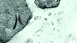 还敢骑皮皮虾？虾表示我们不是好惹的！