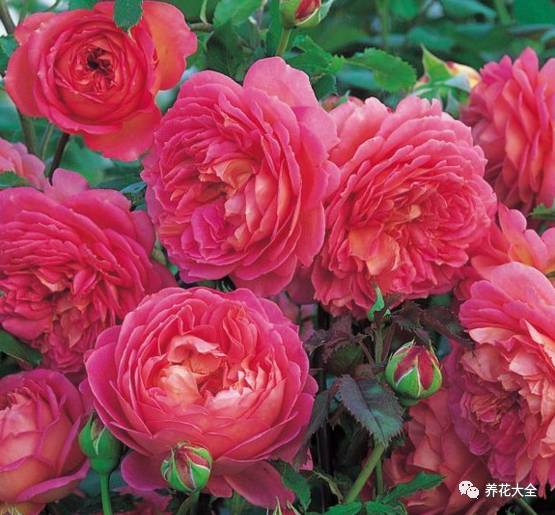 最美最高端的30款月季 (十种绝美的月季)