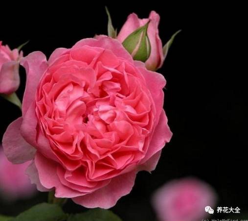 最美最高端的30款月季 (十种绝美的月季)