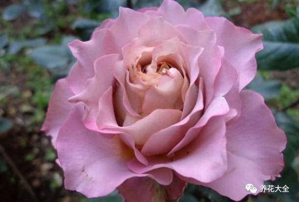 最美最高端的30款月季 (十种绝美的月季)