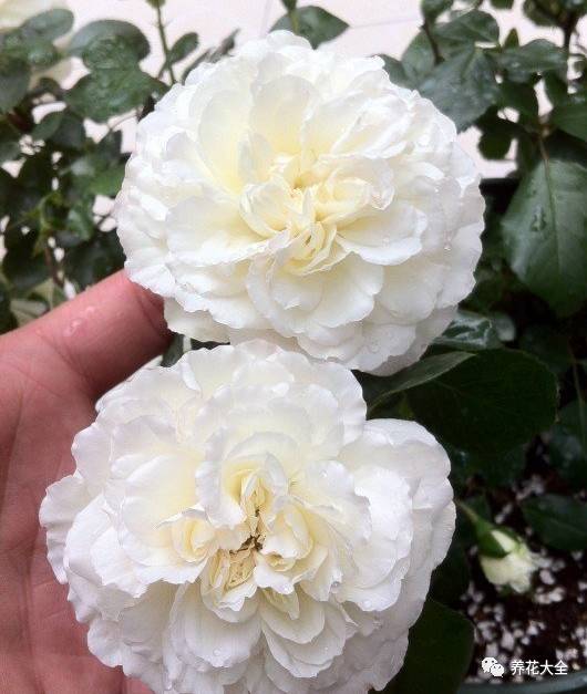 最美最高端的30款月季 (十种绝美的月季)