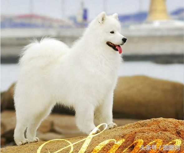 世界名犬拉布拉多犬,世界名犬萨摩耶