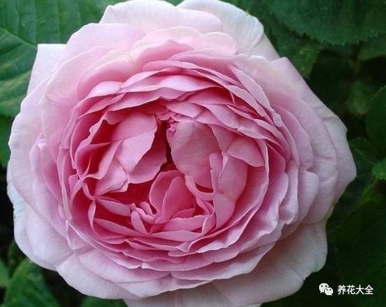 最美最高端的30款月季 (十种绝美的月季)