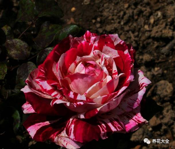 最美的十款月季品种推荐 (十种绝美的月季)