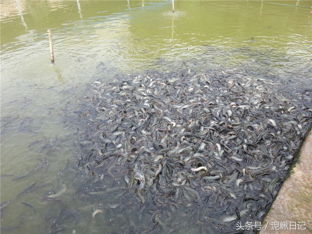 今年泥鳅市场价能卖多少元一斤,泥鳅什么价格行情最好