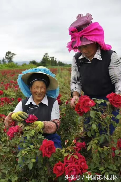 云南有机食用玫瑰种植基地,云南食用玫瑰