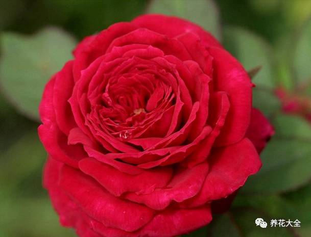 最美最高端的30款月季 (十种绝美的月季)