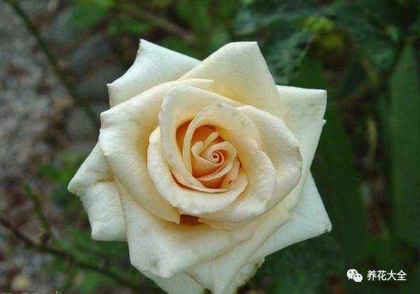 最美最高端的30款月季 (十种绝美的月季)