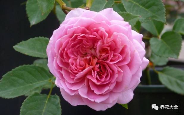 最美最高端的30款月季 (十种绝美的月季)