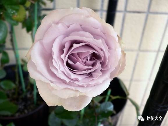 最美最高端的30款月季 (十种绝美的月季)