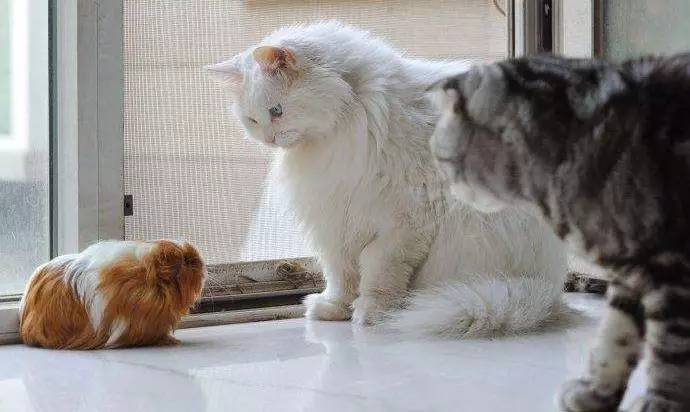 母荷兰猪可以做绝育手术吗,两只不同的荷兰猪可以绝育吗