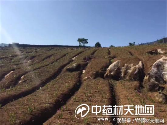 云南蒙自家种白及突破死苗陷阱，长势良好！