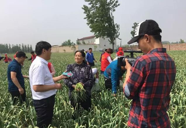 河南蒜薹最新消息,河南蒜薹滞销