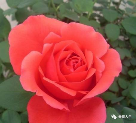 最美最高端的30款月季 (十种绝美的月季)