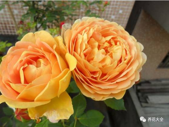 最美最高端的30款月季 (十种绝美的月季)