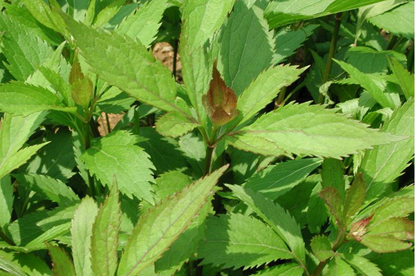 消化不良、口中粘腻、有异味怎么办？可用此物来泡茶！