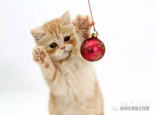 怎么看猫咪有没有猫藓啊,你的猫咪有什么坏习惯