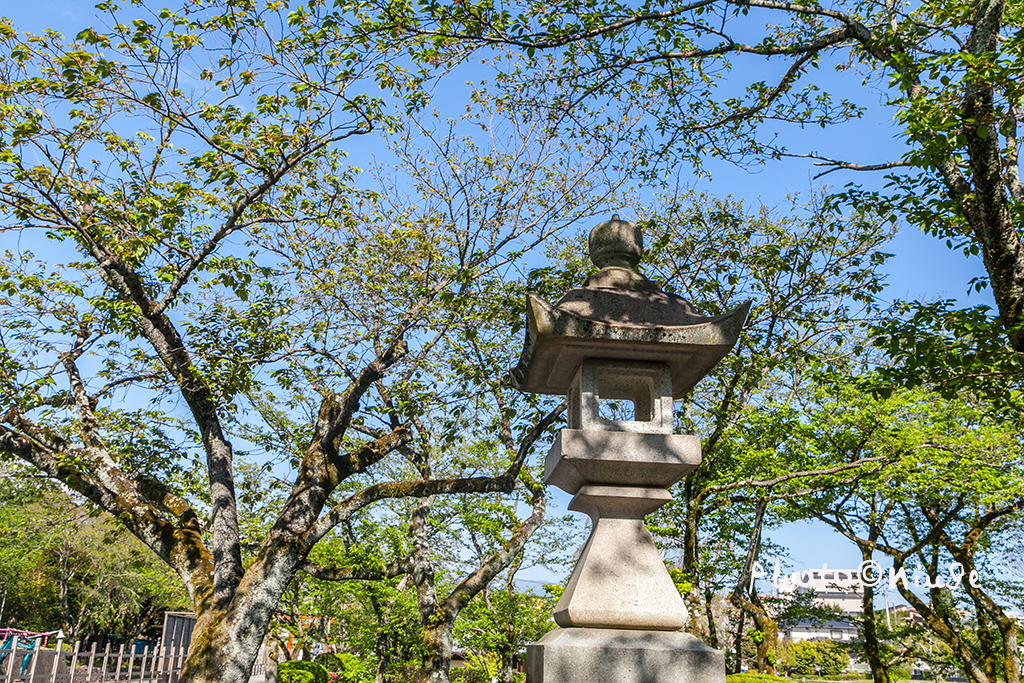 澳门航空空姐游东京 富士山下遇见最美的樱花