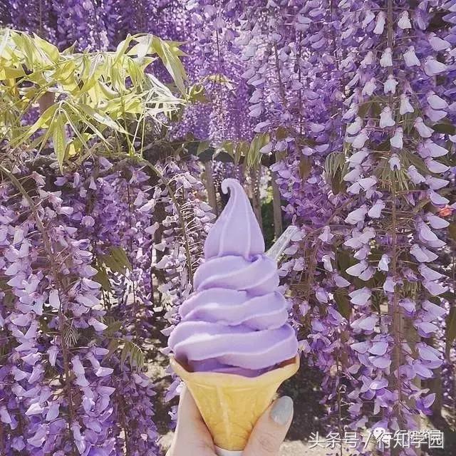 送走了樱花,去日本最梦幻公园吃紫藤花冰激凌吧