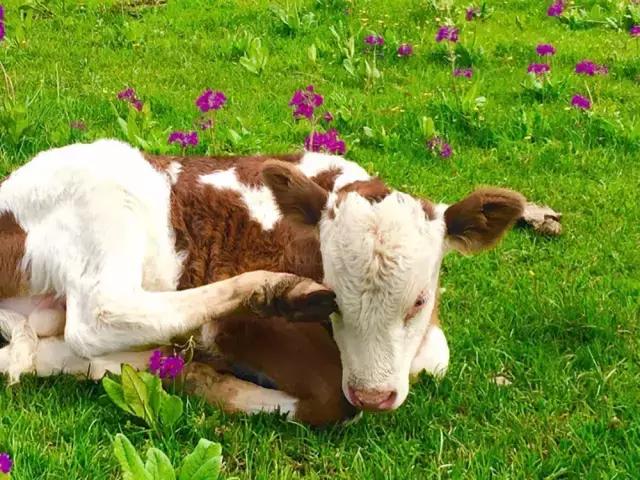 拍照丑是不上镜还是真的丑,拍照好不好看怎么说