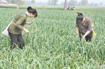 蒜薹为什么突然贵了,蒜薹为什么涨价