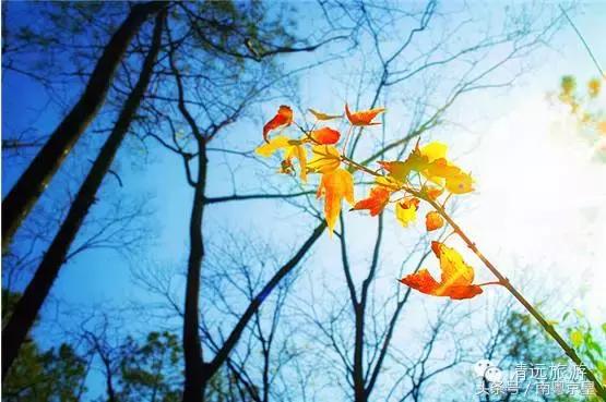 清远连州十大最好玩的景点,连州古城古村风景