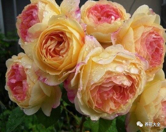 最美最高端的30款月季 (十种绝美的月季)