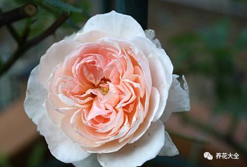 最美最高端的30款月季 (十种绝美的月季)