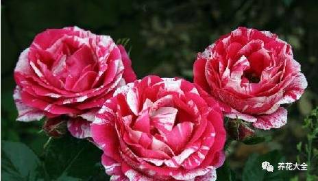 最美最高端的30款月季 (十种绝美的月季)