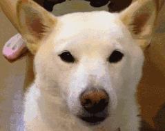 简单粗暴撸狗,撸狗的正确撸法