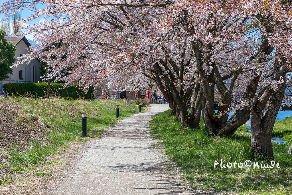 澳门航空空姐游东京 富士山下遇见最美的樱花