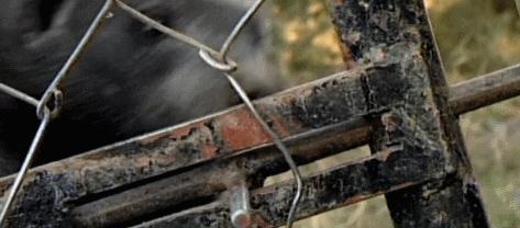 动物蜜獾的好斗史,蜜獾的习性特征