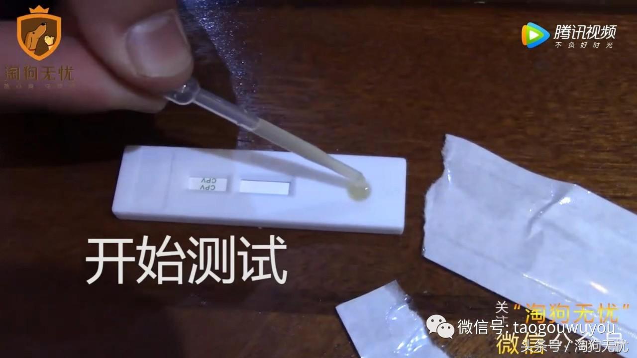 狗狗出售成本多少,狗狗卖出去注意事项