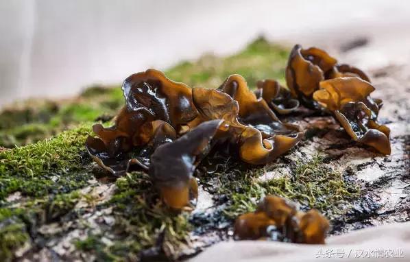 安康最正宗的食物,安康必吃的美食排行榜