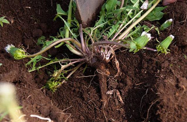 蒲公英的根和叶的疗效,蒲公英的根和叶功效一样吗