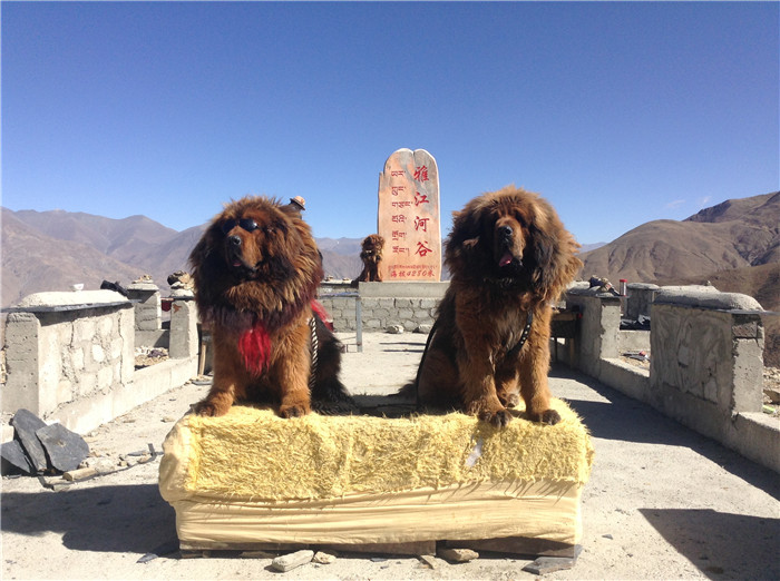 成都租车自驾318川藏线多少钱油费,成都租车走川藏线怎样最省钱