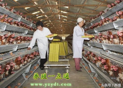 蛋鸡怎么那么便宜,蛋鸡养殖每日成本分析