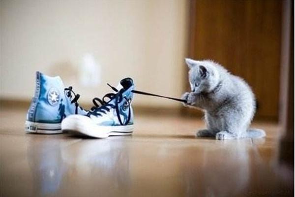 新手养猫注意事项大全,新手养猫注意事项软件