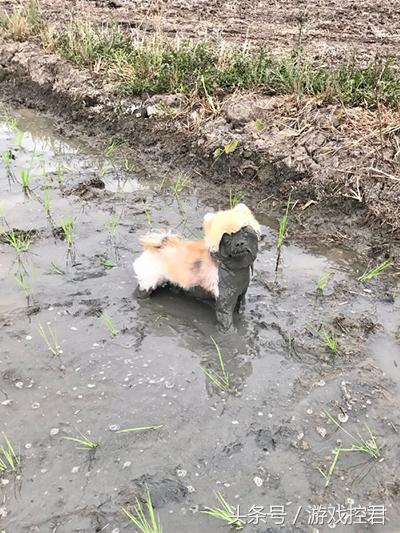 囧吐槽：撸猫影响学习，还是撸狗吧